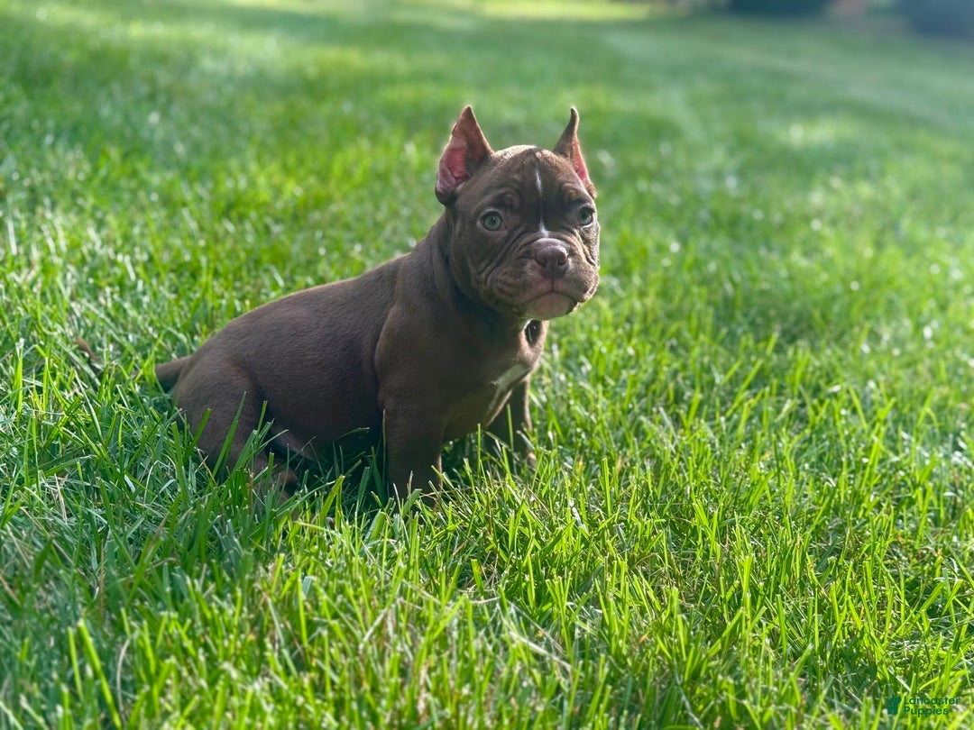 American Bully dogs for sale: Havoc - Image 2