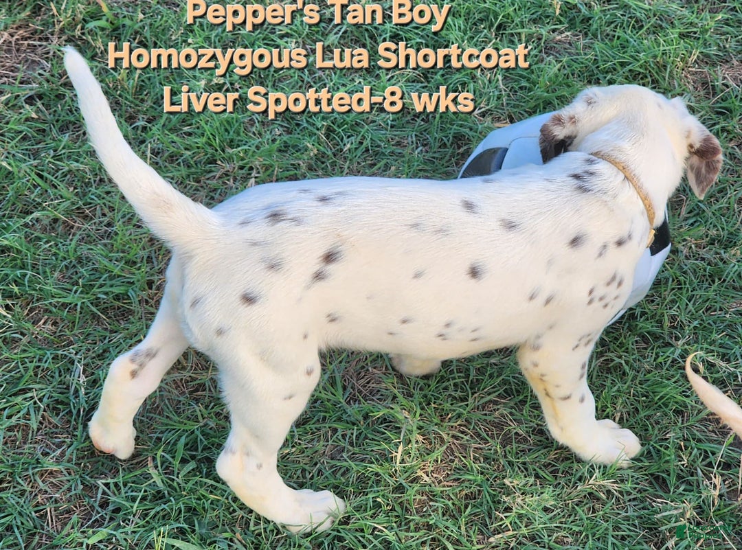 Dalmatian dogs for sale: Peppers Tan Boy - Image 18