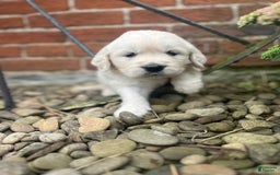 Golden Retriever dogs for sale: Marlow - Image 1