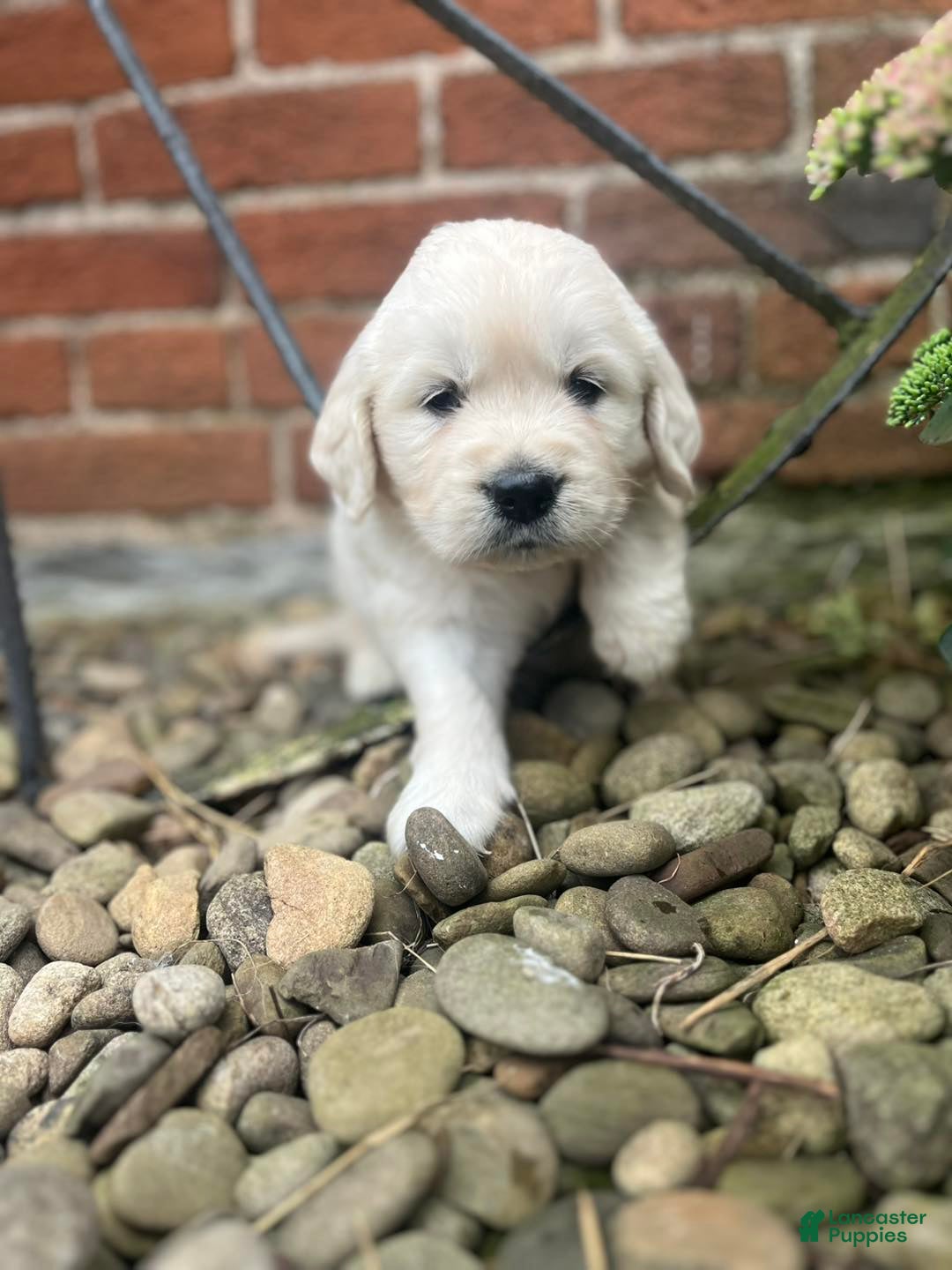 Golden Retriever dogs for sale: Marlow - Image 1