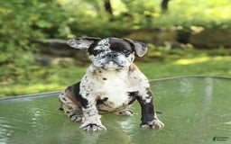 French Bulldog dogs for sale: Donut - Image 4