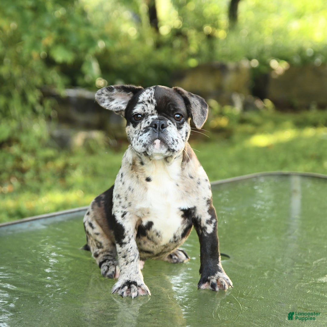 French Bulldog dogs for sale: Donut - Image 4