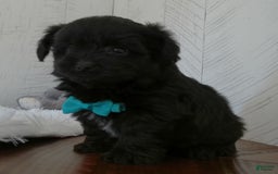 Yorkiepoo dogs for sale: Toby - Image 4