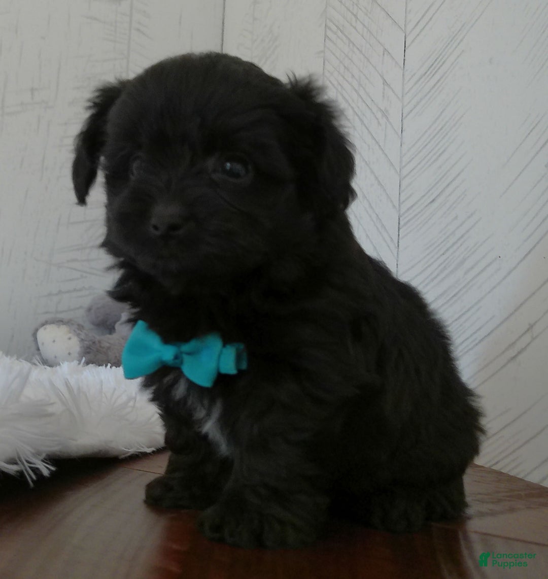 Yorkiepoo dogs for sale: Toby - Image 4