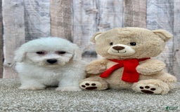 Bichon Frise dogs for sale: Bacon - Image 1