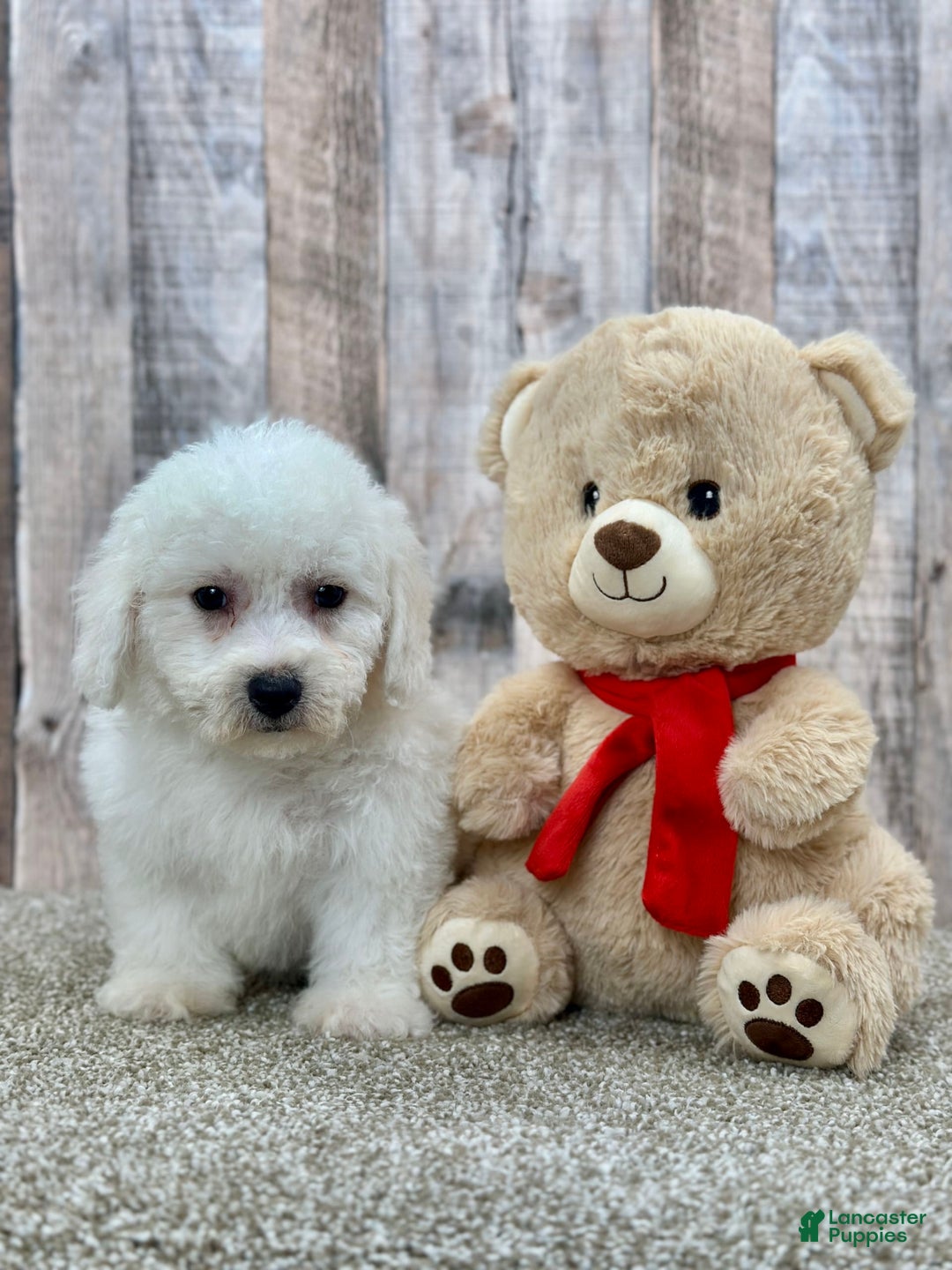 Bichon Frise dogs for sale: Bacon - Image 1