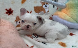 French Bulldog dogs for sale: Bianca - Image 1