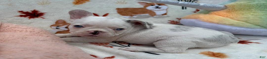 Bianca