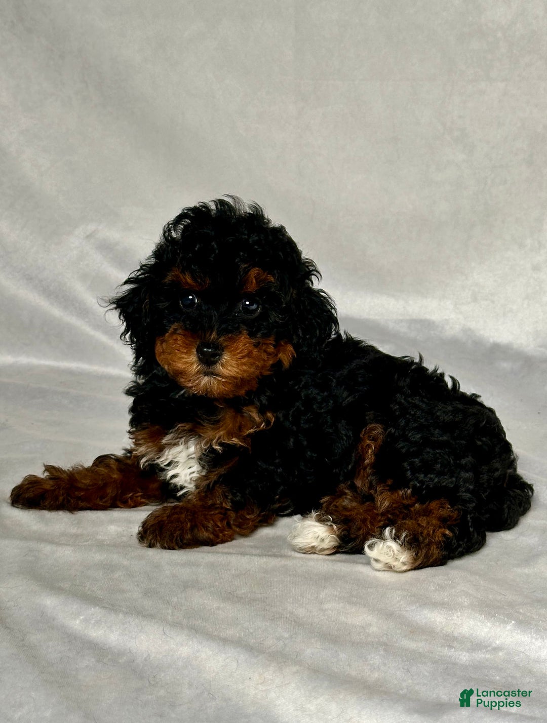 Miniature Poodle dogs for sale: Lilly - Image 3