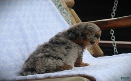 Miniature Poodle dogs for sale: Little Danny - Image 4