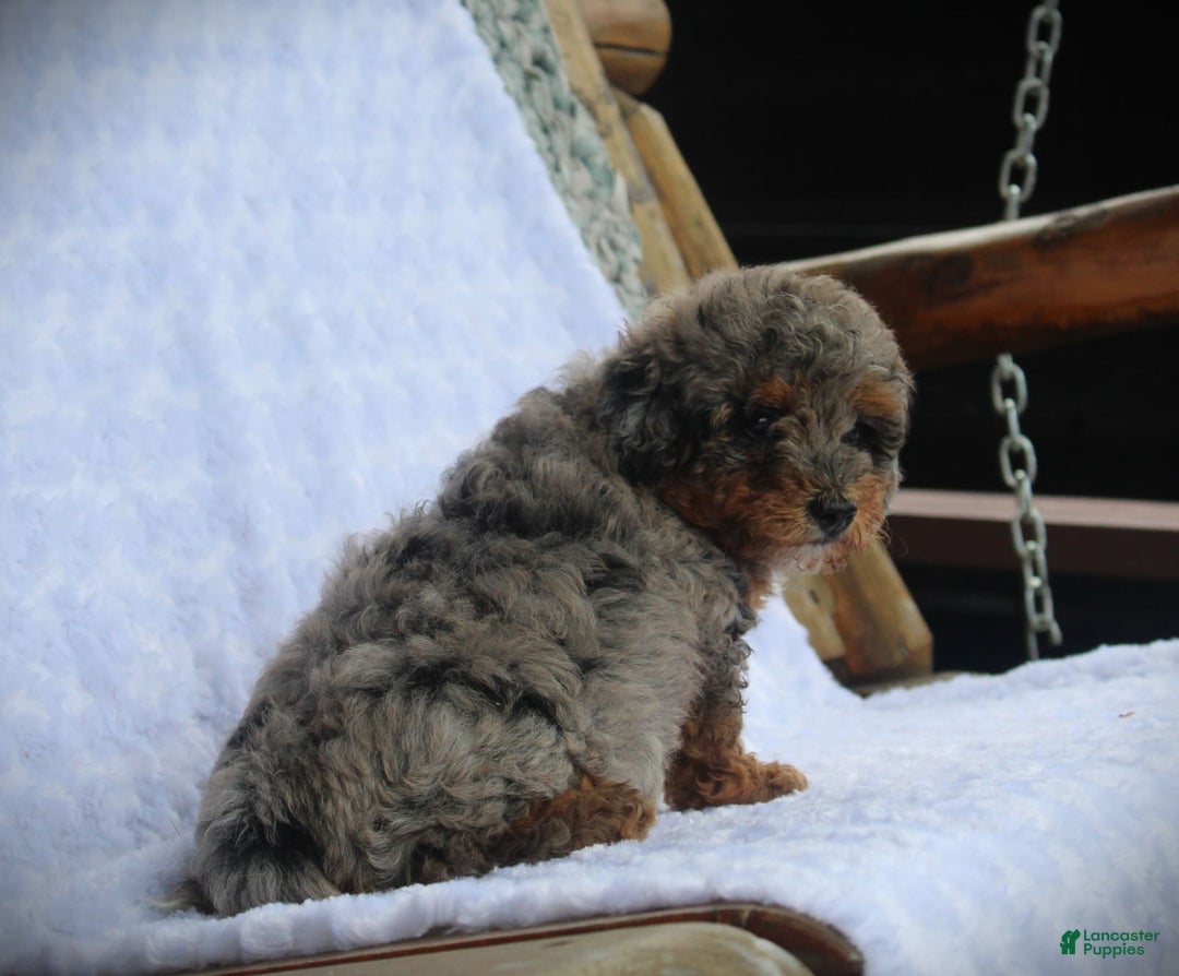 Miniature Poodle dogs for sale: Little Danny - Image 4