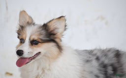 Welsh Corgi Pembroke dogs for sale: Amelia - Image 1