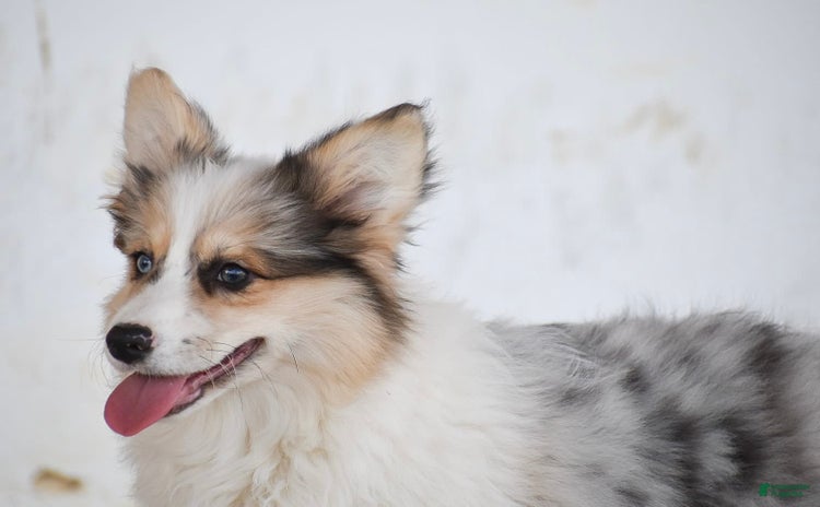 Welsh Corgi Pembroke dogs for sale - Ad 3