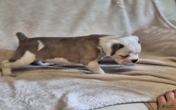 Olde English Bulldogge dogs for sale: Olde English Bulldogge 4 puppies - Image 7