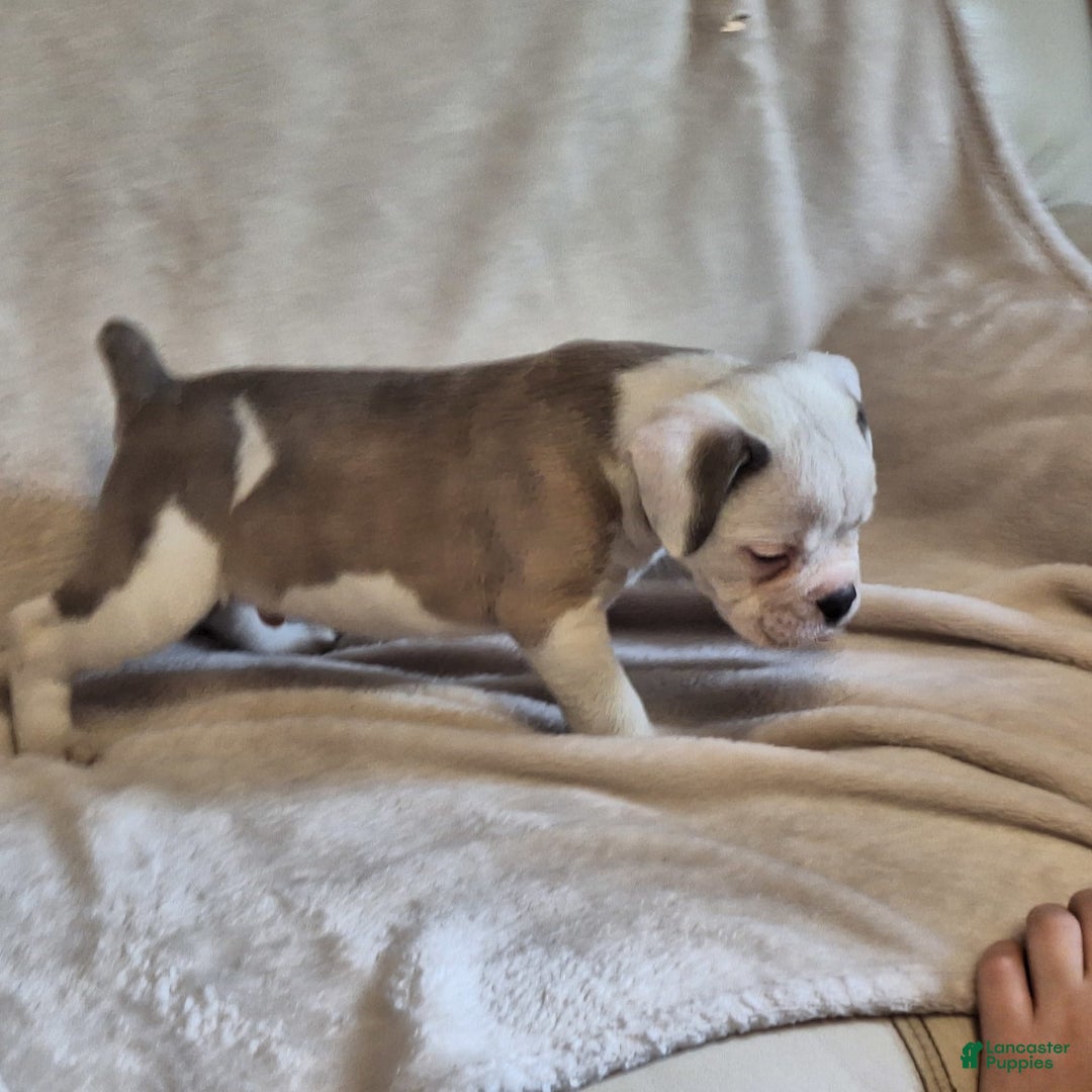 Olde English Bulldogge dogs for sale: Olde English Bulldogge 4 puppies - Image 7