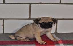 Pug dogs for sale: Chloe - Image 1