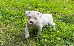 Boxer dogs for sale: Scott - Image 7