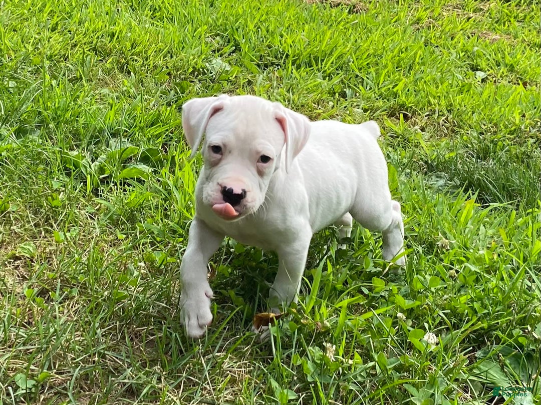 Boxer dogs for sale: Scott - Image 7