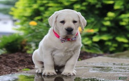 Labrador Retriever dogs for sale: Beth - Image 4
