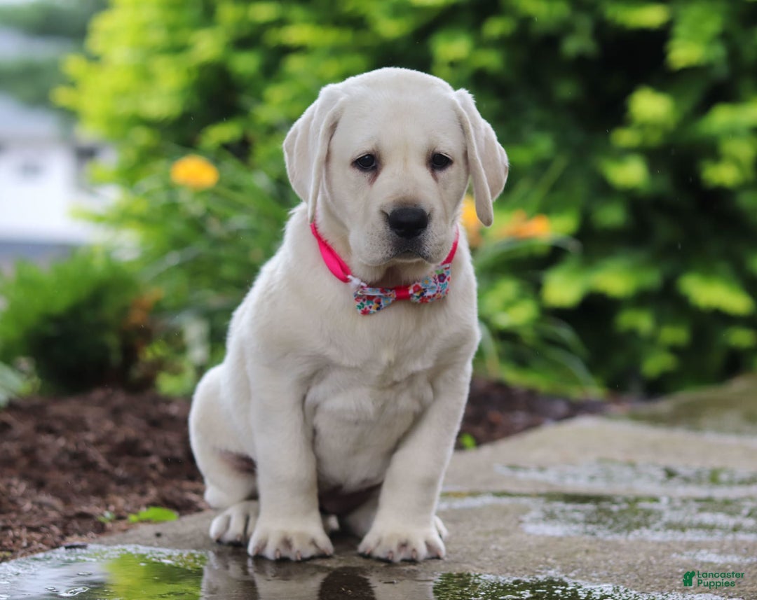 Labrador Retriever dogs for sale: Beth - Image 4