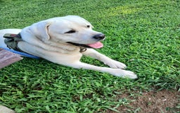 Labrador Retriever dogs for sale: Luna - Image 6