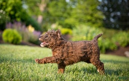 Goldendoodle dogs for sale: Janet - Image 12
