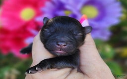 Pomeranian dogs for sale: Valhalla - Listing for pets: Nirvana, Valhalla, Elysium - Image 4