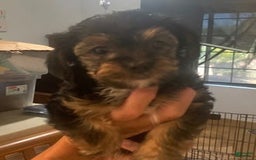 Yorkshire Terrier dogs for sale: Evie - Image 1
