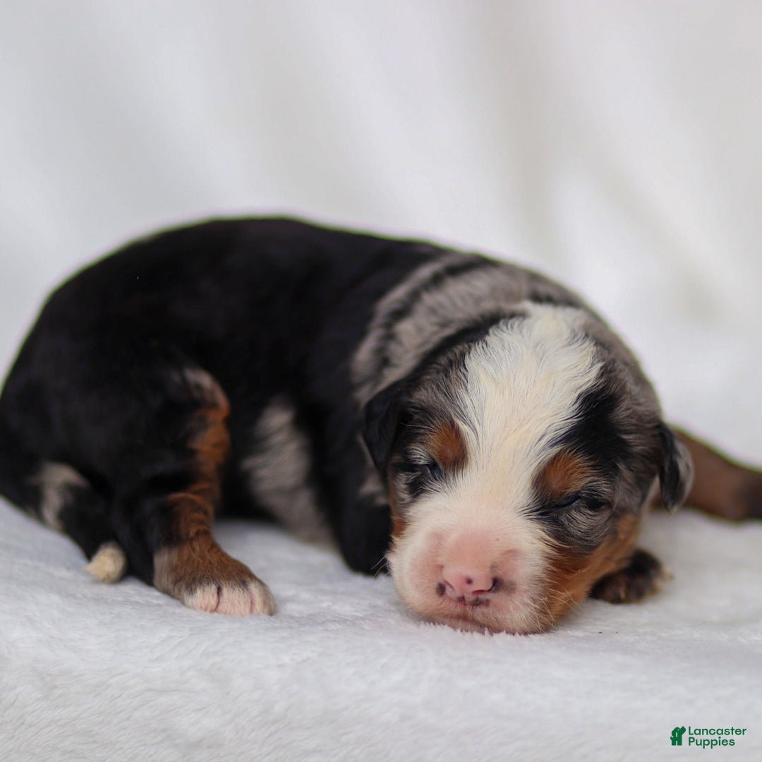 Mini Bernedoodle dogs for sale: Maverick - Image 7