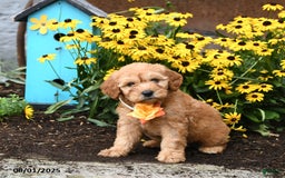 Mini Goldendoodle dogs for sale: Little Red - Image 1