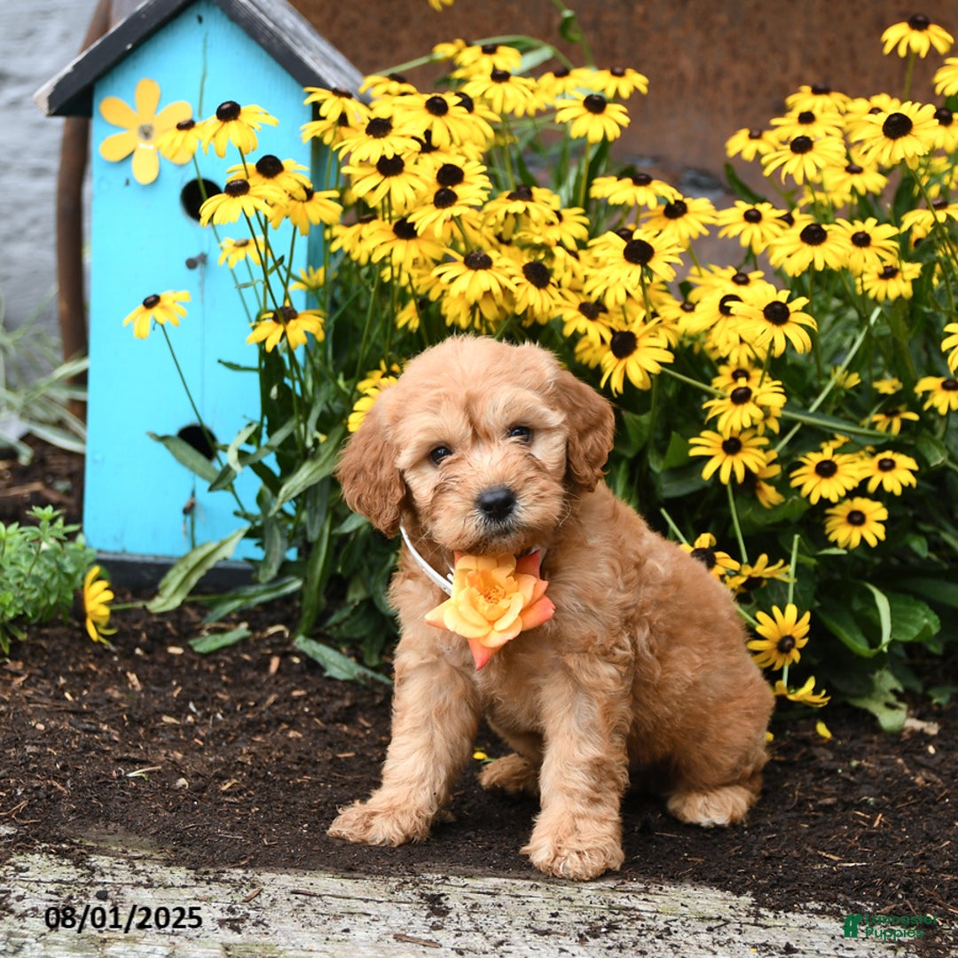 Mini Goldendoodle dogs for sale: Little Red - Image 1