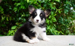American Corgi dogs for sale: Rose - Image 2