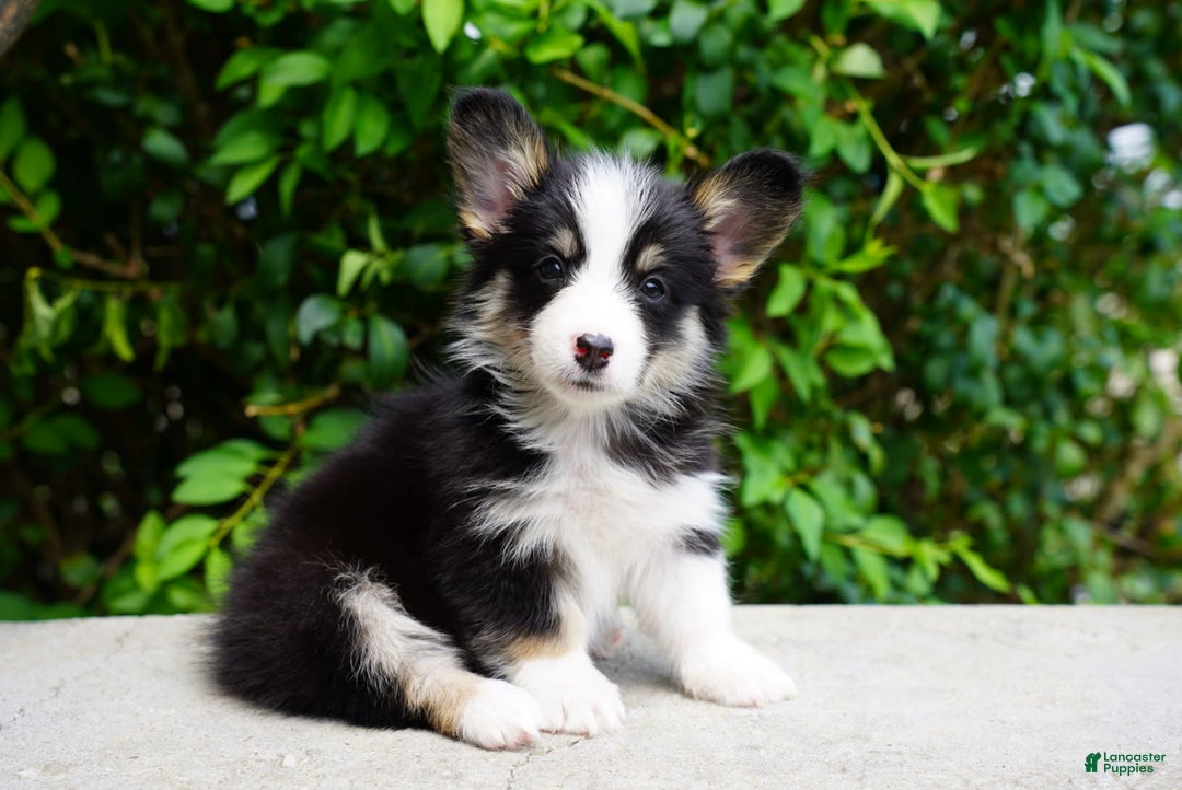 American Corgi dogs for sale: Rose - Image 2