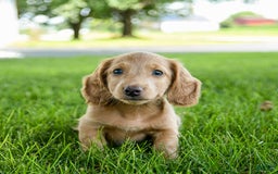 Miniature Dachshund dogs for sale: Fuzzie - Image 7