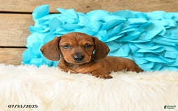 Miniature Dachshund dogs for sale: Big Red - Image 4