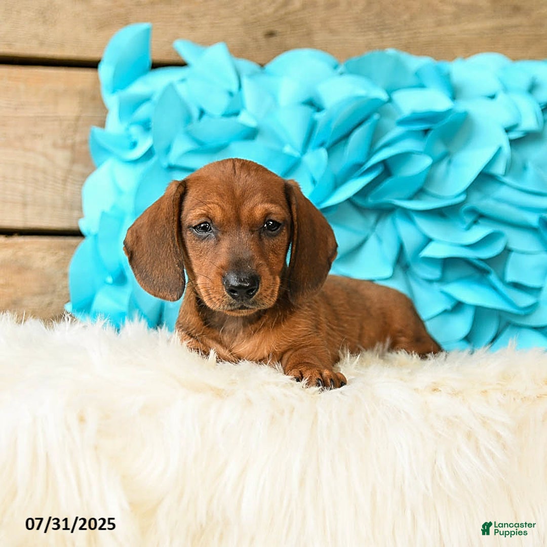 Miniature Dachshund dogs for sale: Big Red - Image 4