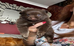 Pomeranian dogs for sale: Nexy - Image 4