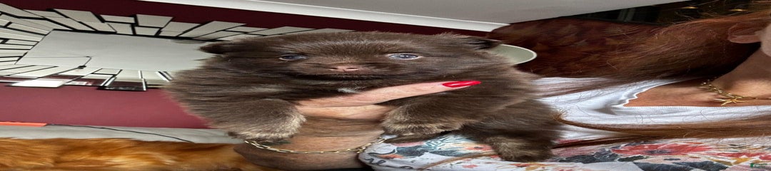 Nexy