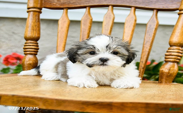 Teddy Bear dogs for sale - Ad 3