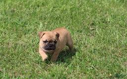 French Bulldog dogs for sale: Sheila - Image 8