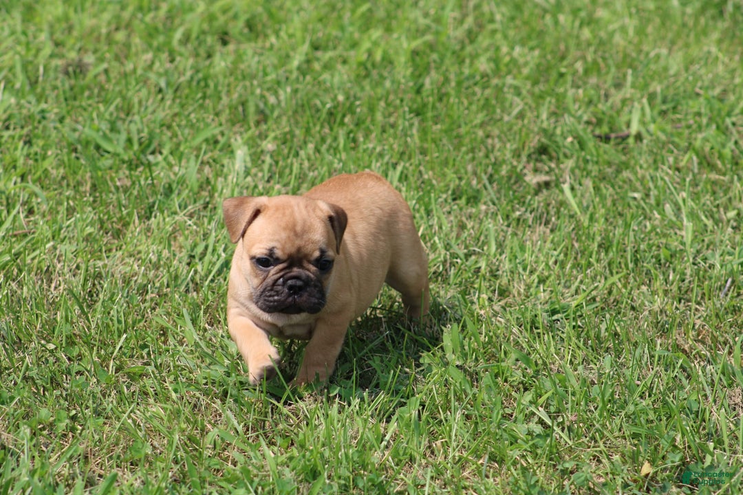 French Bulldog dogs for sale: Sheila - Image 8