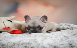 French Bulldog dogs for sale: Daisy - Image 9