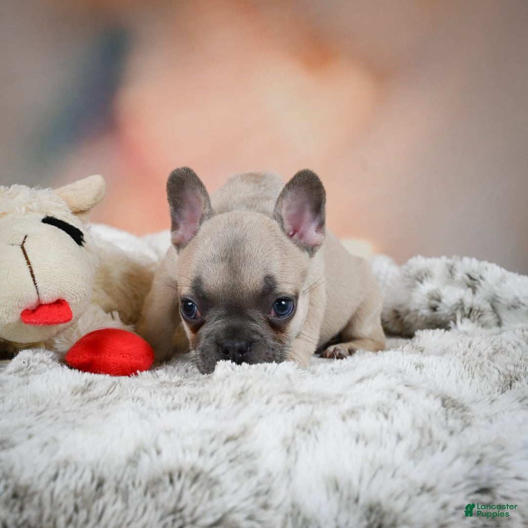 French Bulldog dogs for sale: Daisy - Image 9