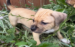 American Pit Bull Terrier dogs for sale: Pincess - Image 11