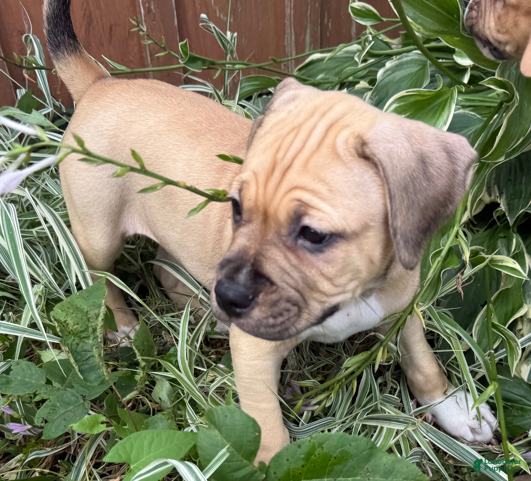 American Pit Bull Terrier dogs for sale: Pincess - Image 11
