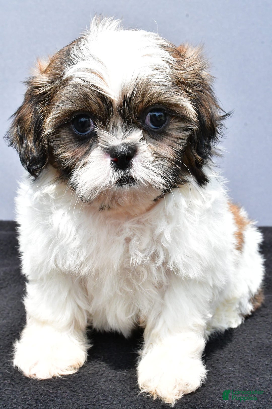 Shih Tzu dogs for sale: Blossom - Image 1