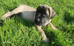 English Mastiff dogs for sale: Pinky - Image 18