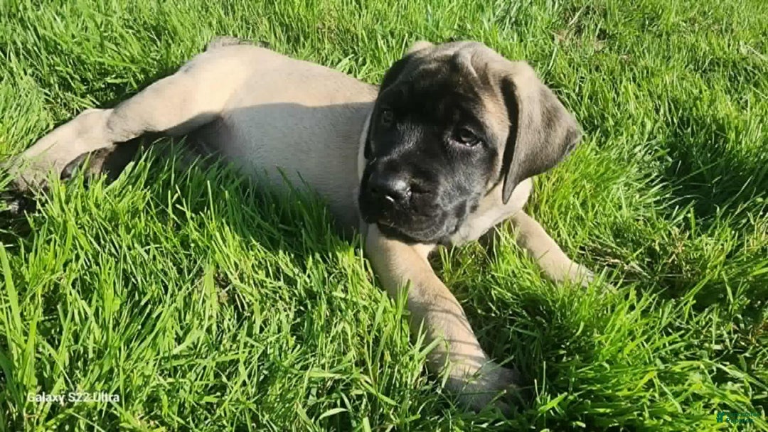English Mastiff dogs for sale: Pinky - Image 18