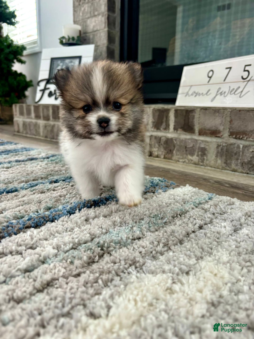 Pomeranian dogs for sale: Turbo - Image 1