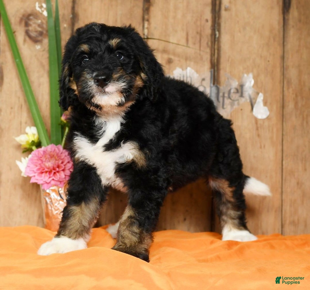 Bernedoodle dogs for sale: Delores - Image 5